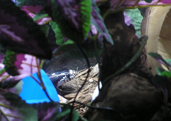 Cal King peeking from bowl