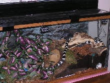 Cal King in cage