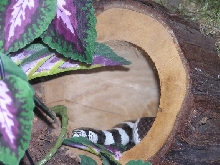 CalKing in log hide