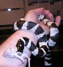 Elvis hand feeding