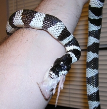 Elvis hand feeding 2