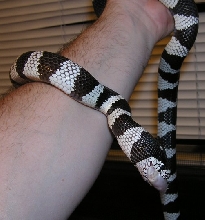 Elvis hand feeding 3