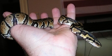 After shed