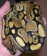 Lily after shed