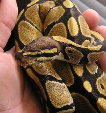 Lily after shed again