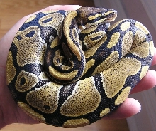 Lily after shed again