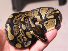 a ball in the hand