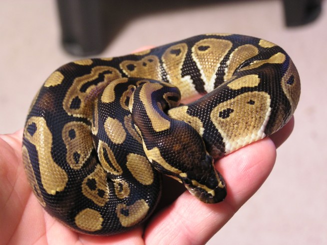 a ball in the hand