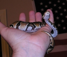 white belly after shed