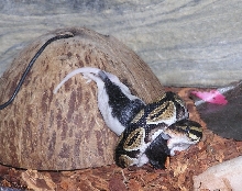 BP eating a rat