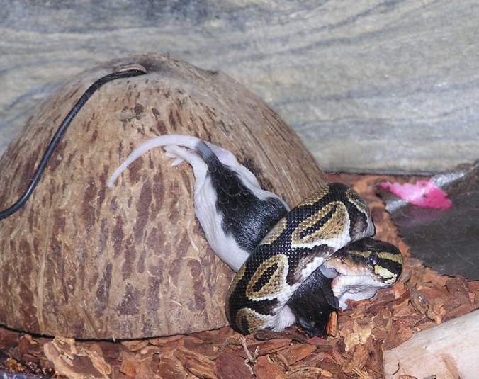 BP eating a rat