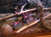 Katrina stretched on a branch