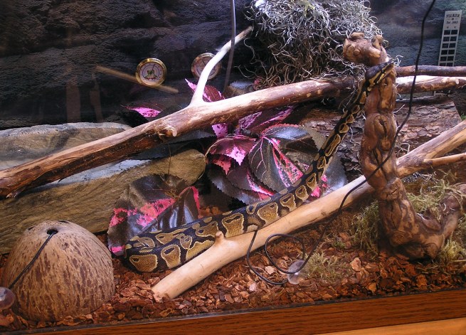 Katrina stretched on a branch