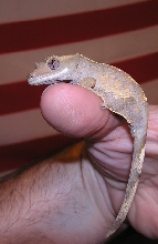 Crested Gecko