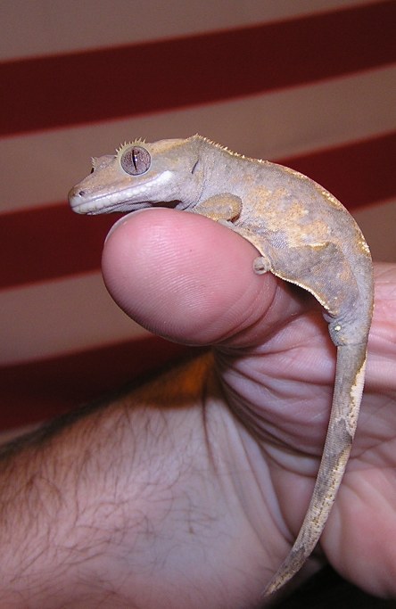 Crested Gecko