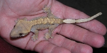 Crested Gecko