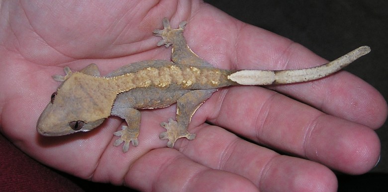 Crested Gecko
