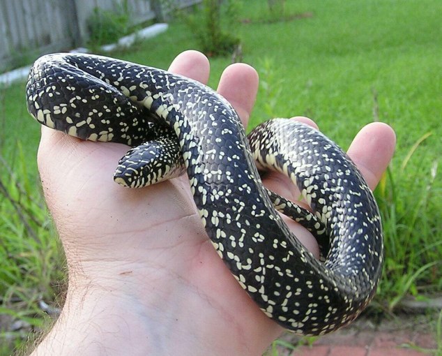 Speckled Kingsnake in hand