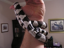 California Kingsnake 1 Dec 05