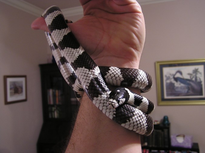 California Kingsnake 1 Dec 05