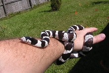My California Kingsnake