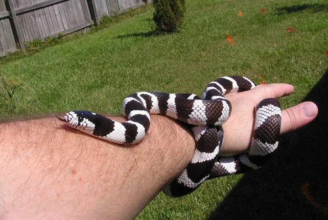 My California Kingsnake