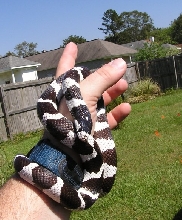 My California Kingsnake - 2