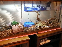 Cal King's new cage