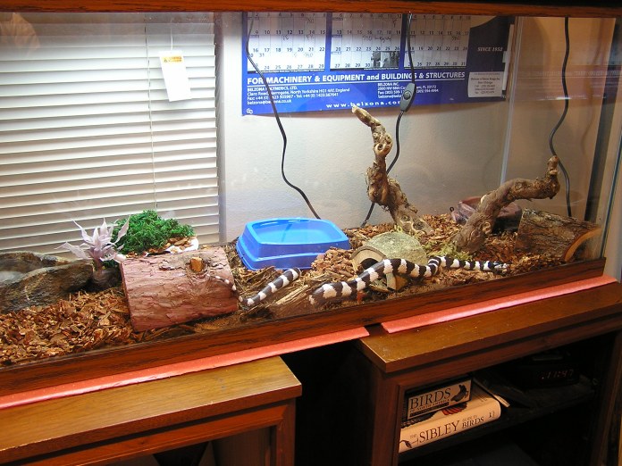 Cal King's new cage