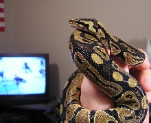 Watching Hockey with Katrina
