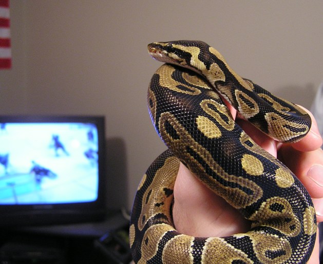 Watching Hockey with Katrina