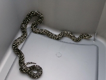 Speckled Kingsnake uncoiled