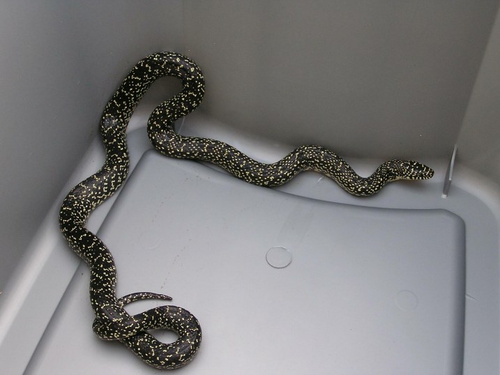 Speckled Kingsnake uncoiled