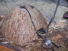 Katrina in coconut hide