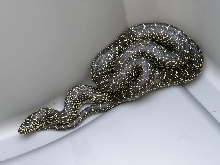 Speckled Kingsnake partially coiled