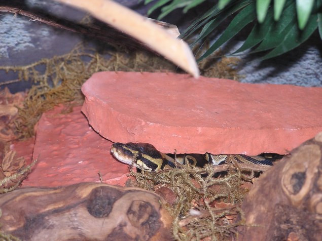 ball python in tile hide