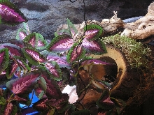 Cal King relaxing after a meal