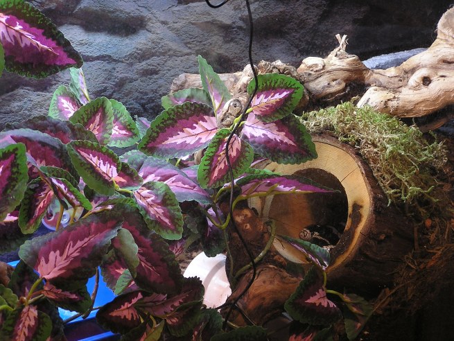 Cal King relaxing after a meal