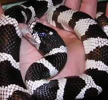 Cal King eating a hopper