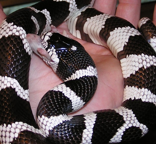 Cal King eating a hopper