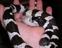 Cal King eating an adult mouse