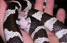 Cal King eating an adult mouse 2