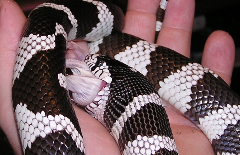 Cal King eating an adult mouse 2