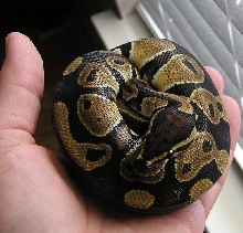 Katrina after shed