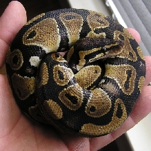 Katrina after shed again