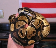Katrina after latest shed