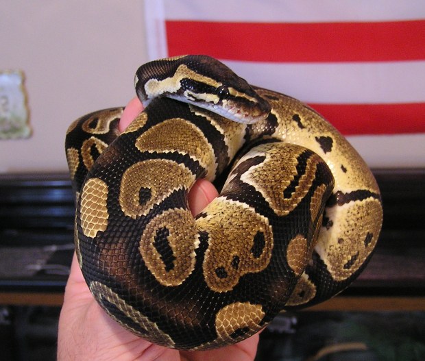 Katrina after latest shed