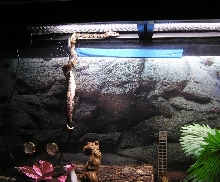 Baby Ball climbing a probe cord