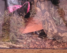 Katrina using her new hide