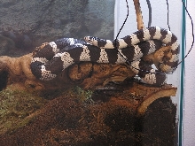 Cal King on log